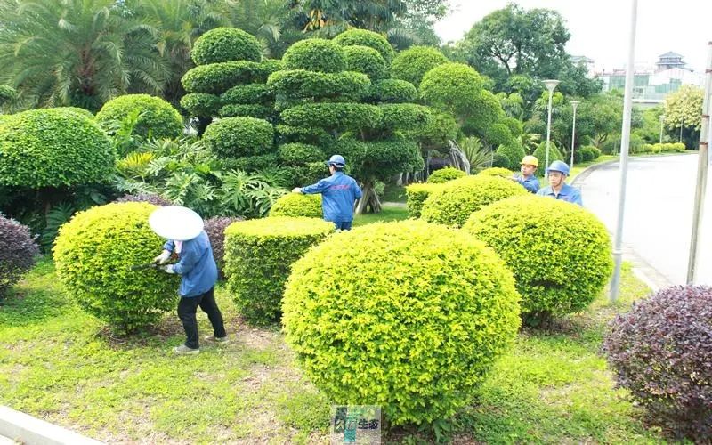 集团公司绿化修剪整形