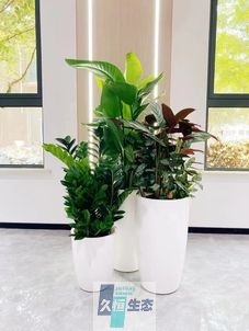 写字楼办公室公共区域走道绿植租摆高中低搭配