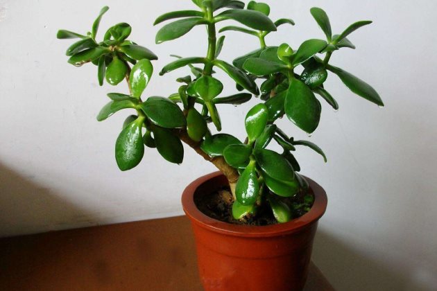 多肉植物玉树叶子发软怎么办