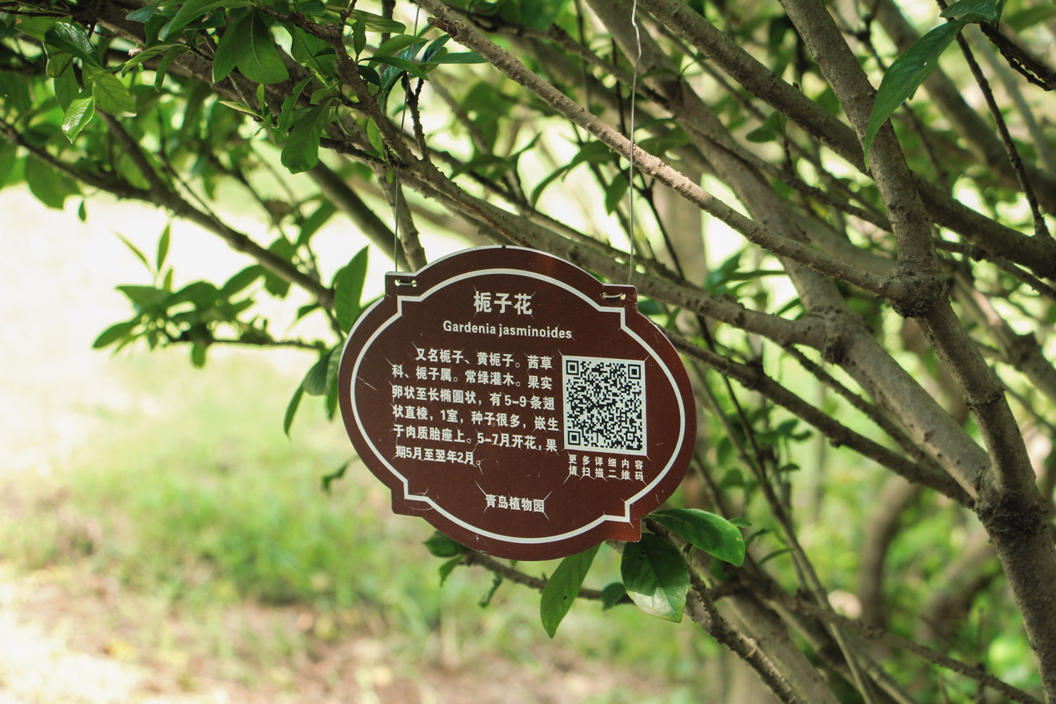 栀子花老黄叶子，花苞变黑怎么办？