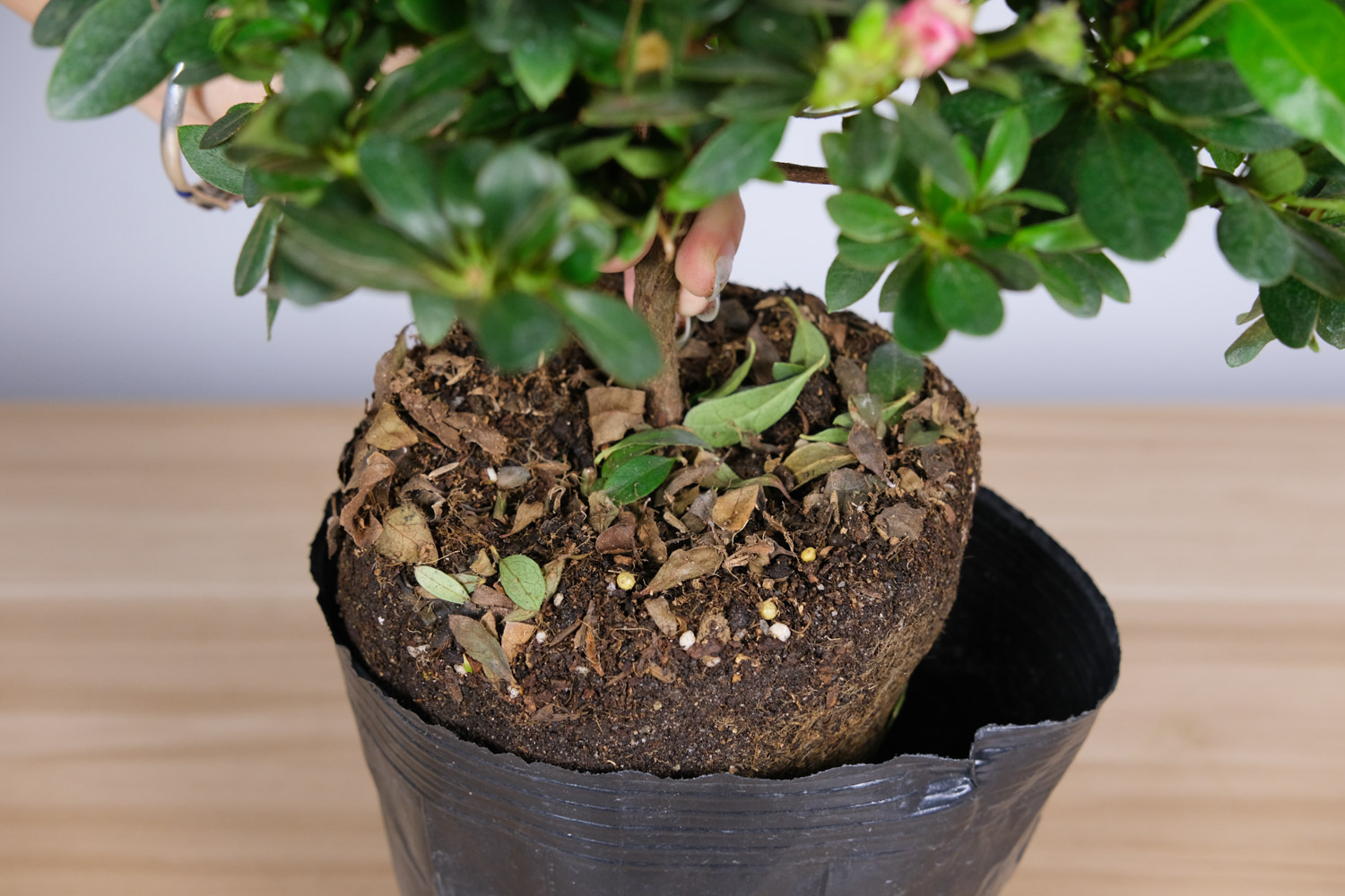 杜鹃花干枯掉叶怎么办