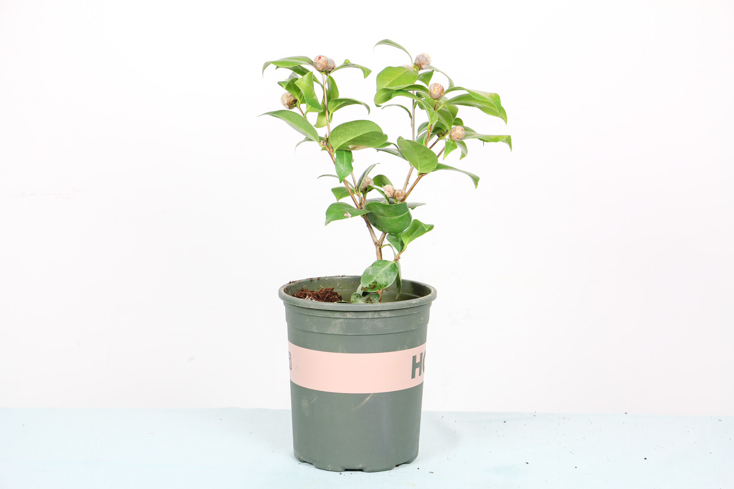 茶花怎么上盆