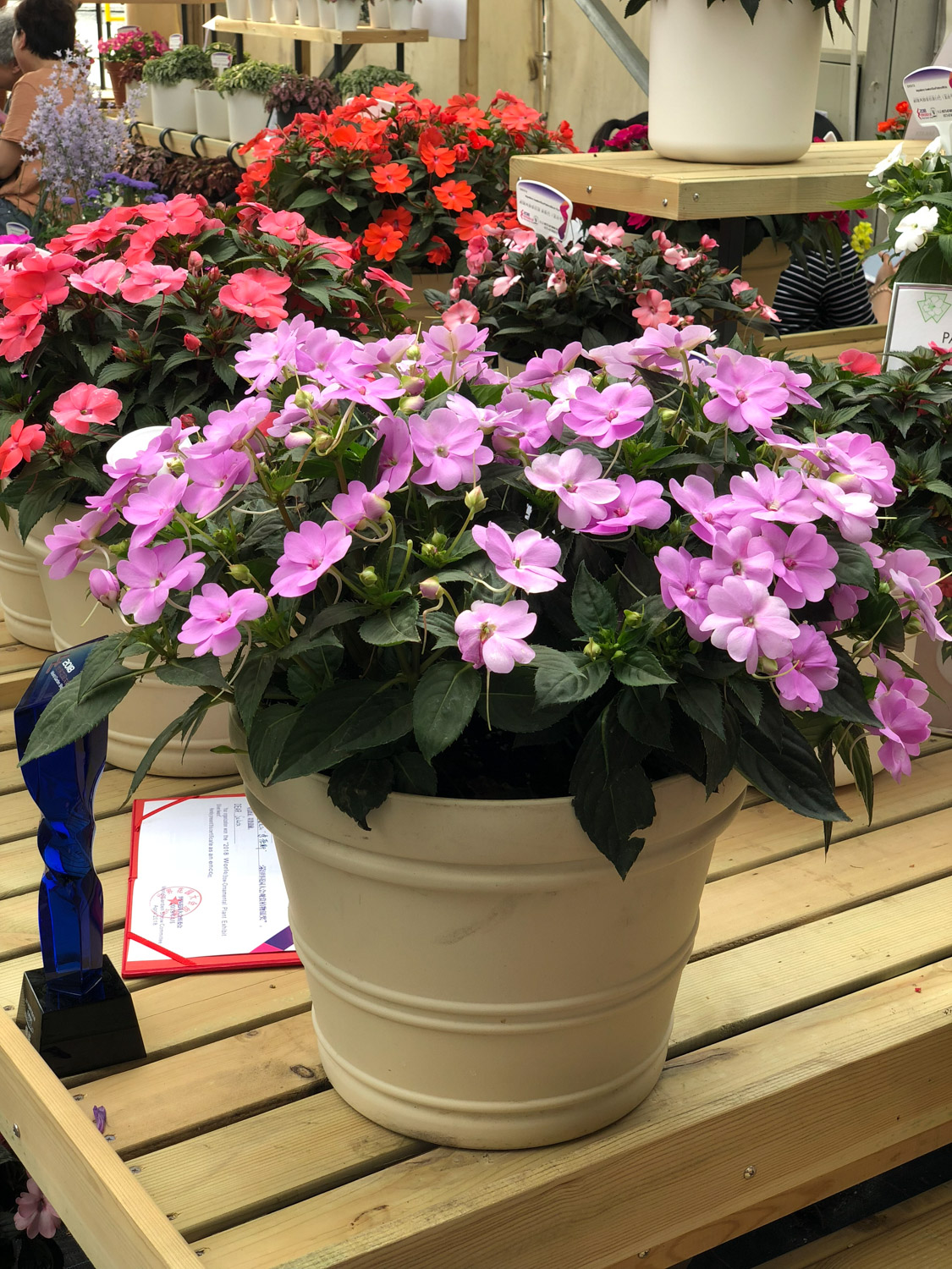 怎么给凤仙花施肥