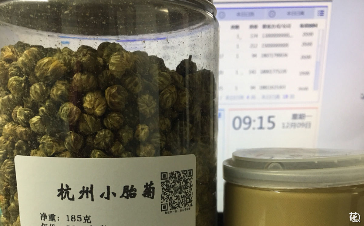 胎菊泡水喝有什么功效