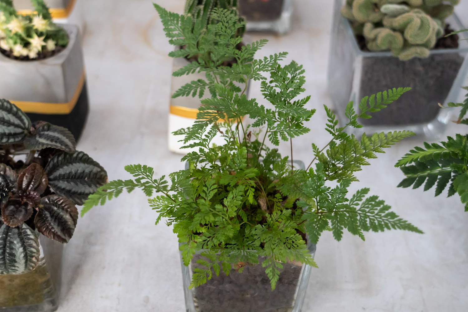 蕨类植物黄叶、烂根怎么办
