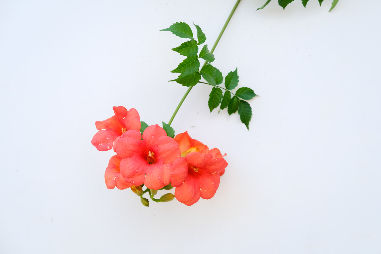 凌霄花叶子发黄怎么办