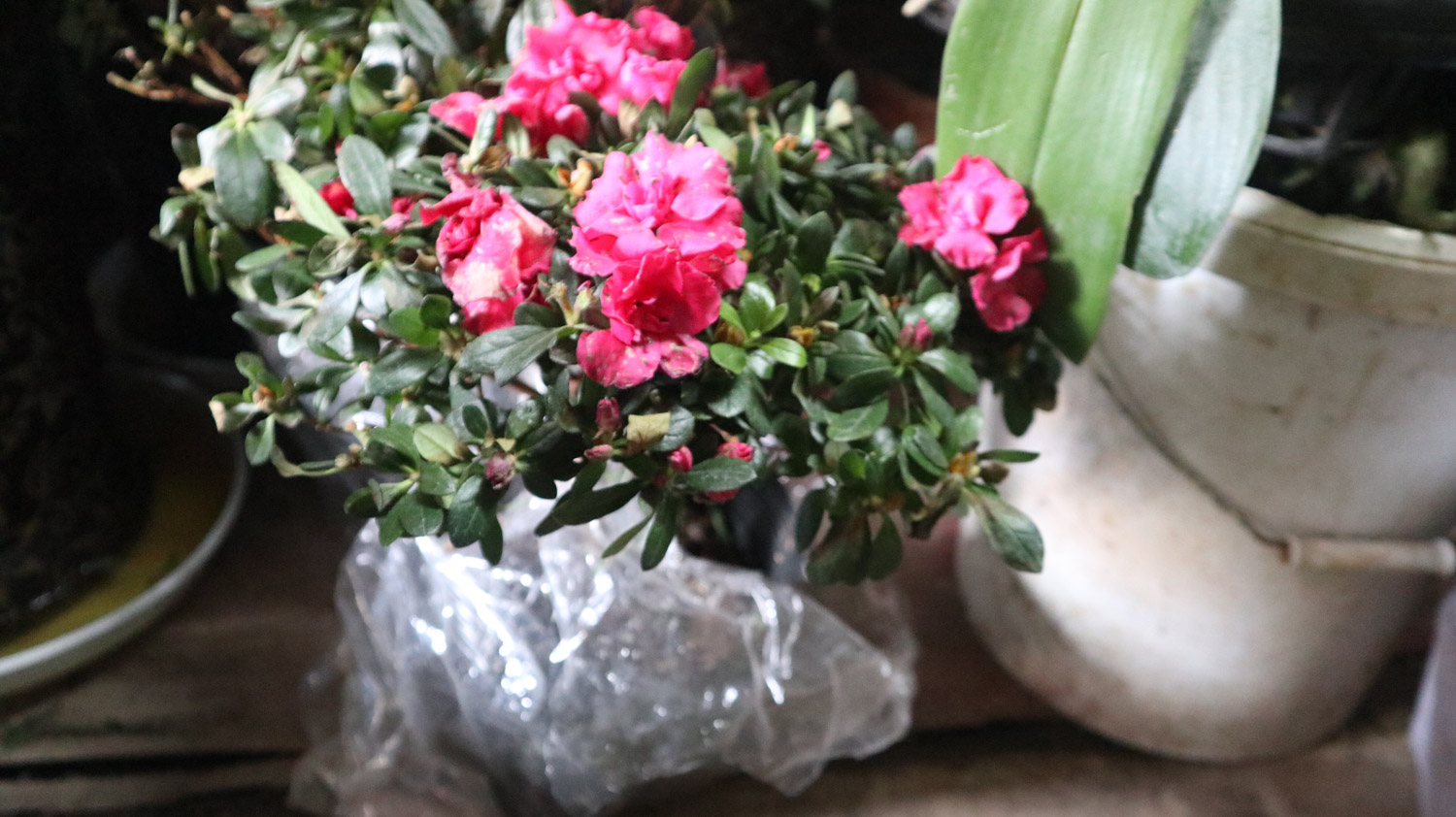 杜鹃花的花语和传说