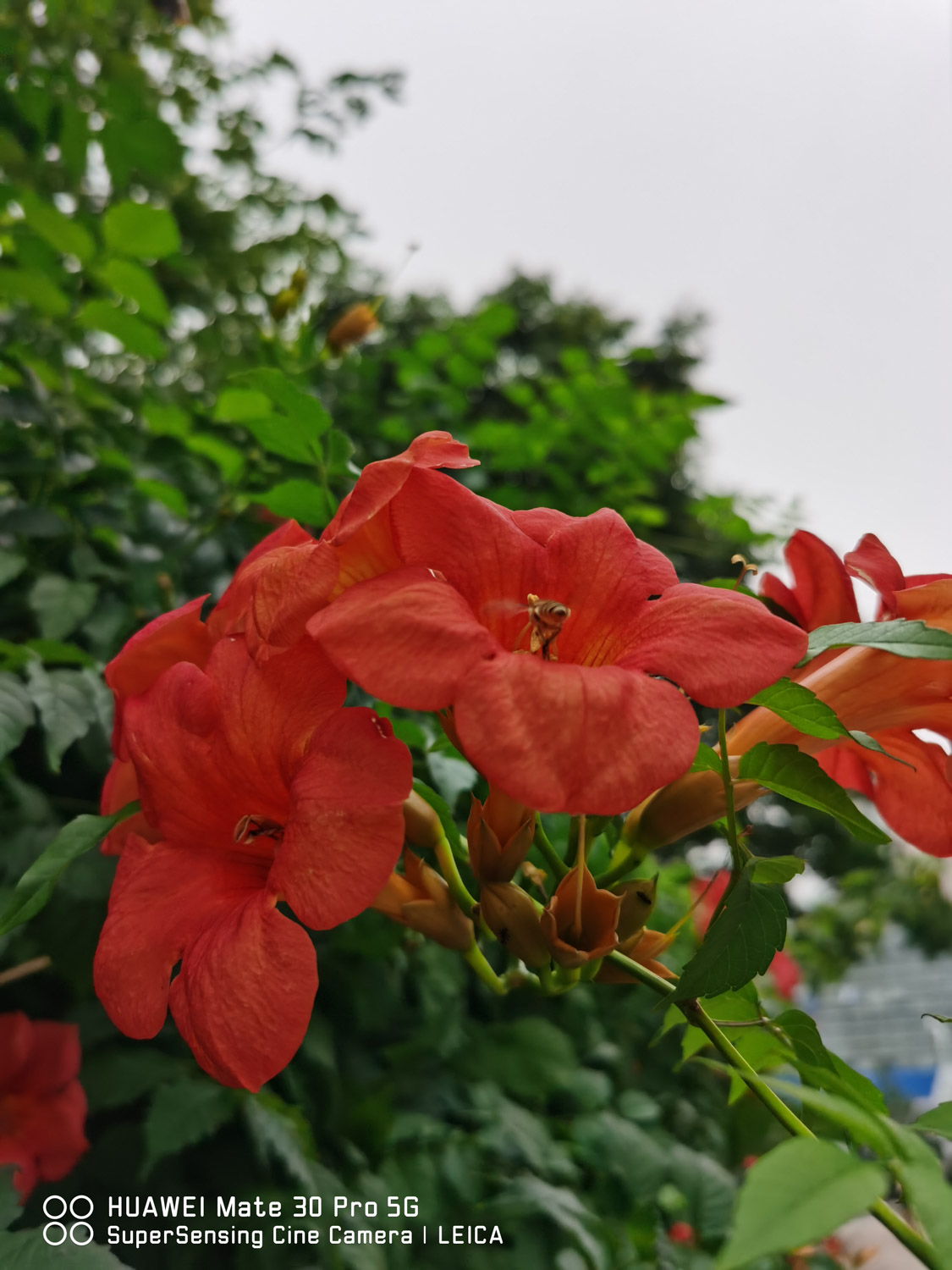 凌霄花的繁殖方法