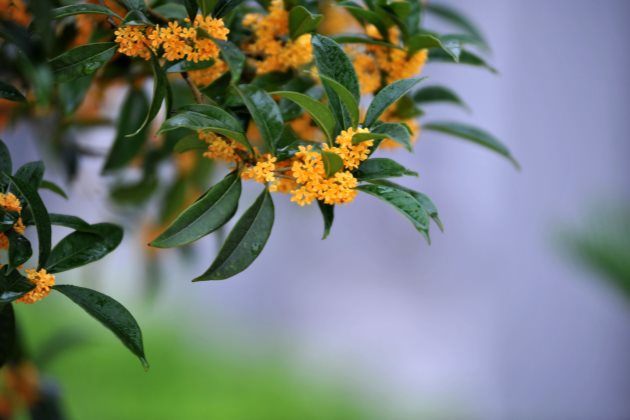 桂花树叶子尖开始枯黄怎么办