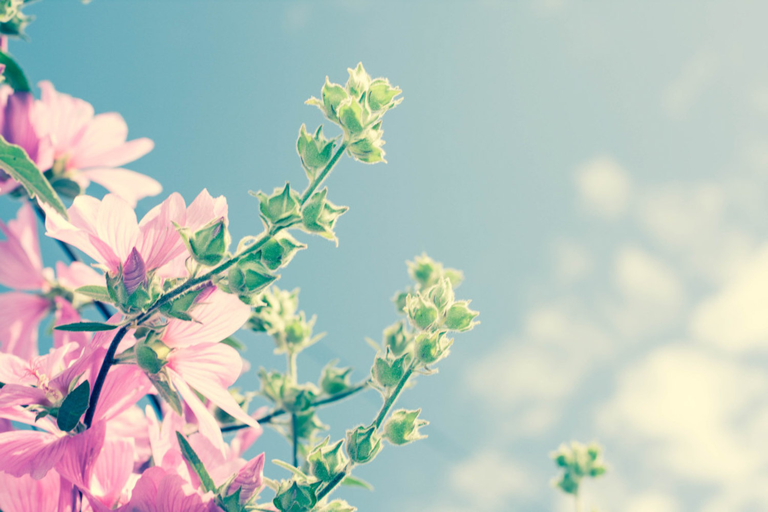 木槿花怎么吃