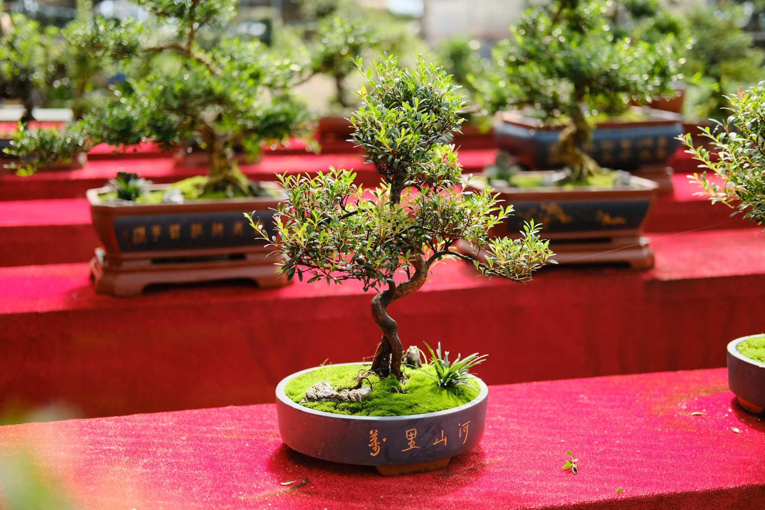 门口两边种植什么树好