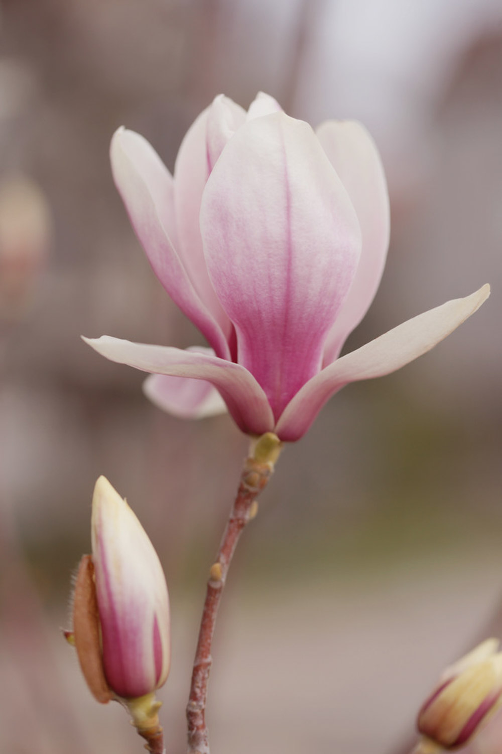 玉兰花花语是什么