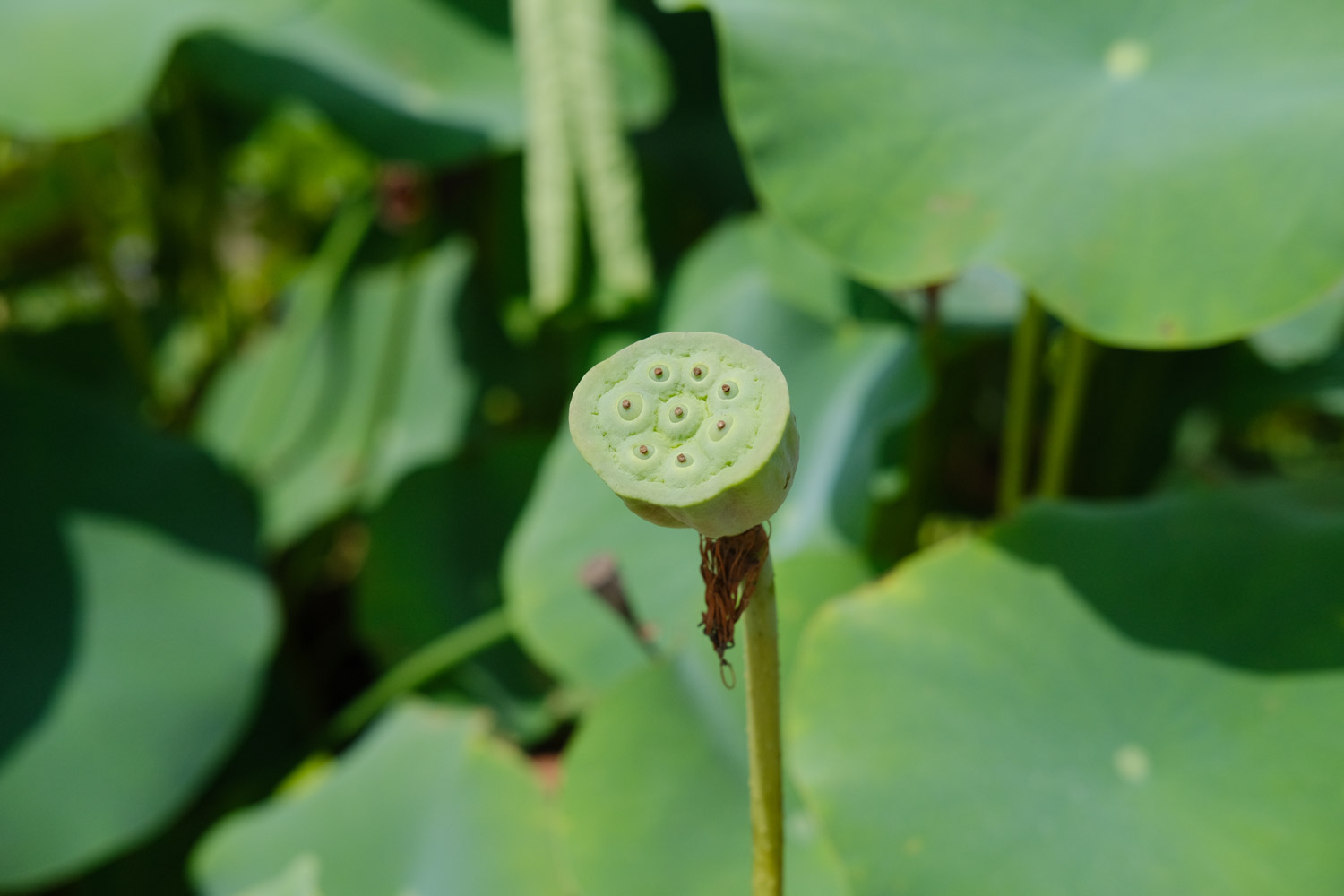 莲花为什么烂叶,烂叶怎么办