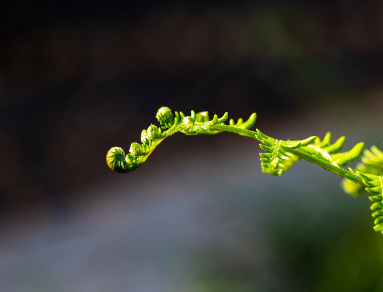 蕨类植物能净化空气吗？