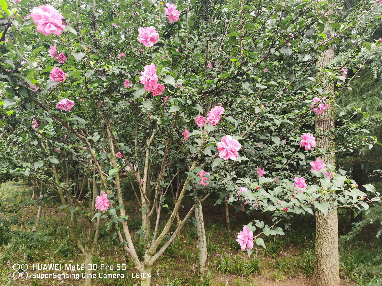 木槿花叶子蔫了有救吗