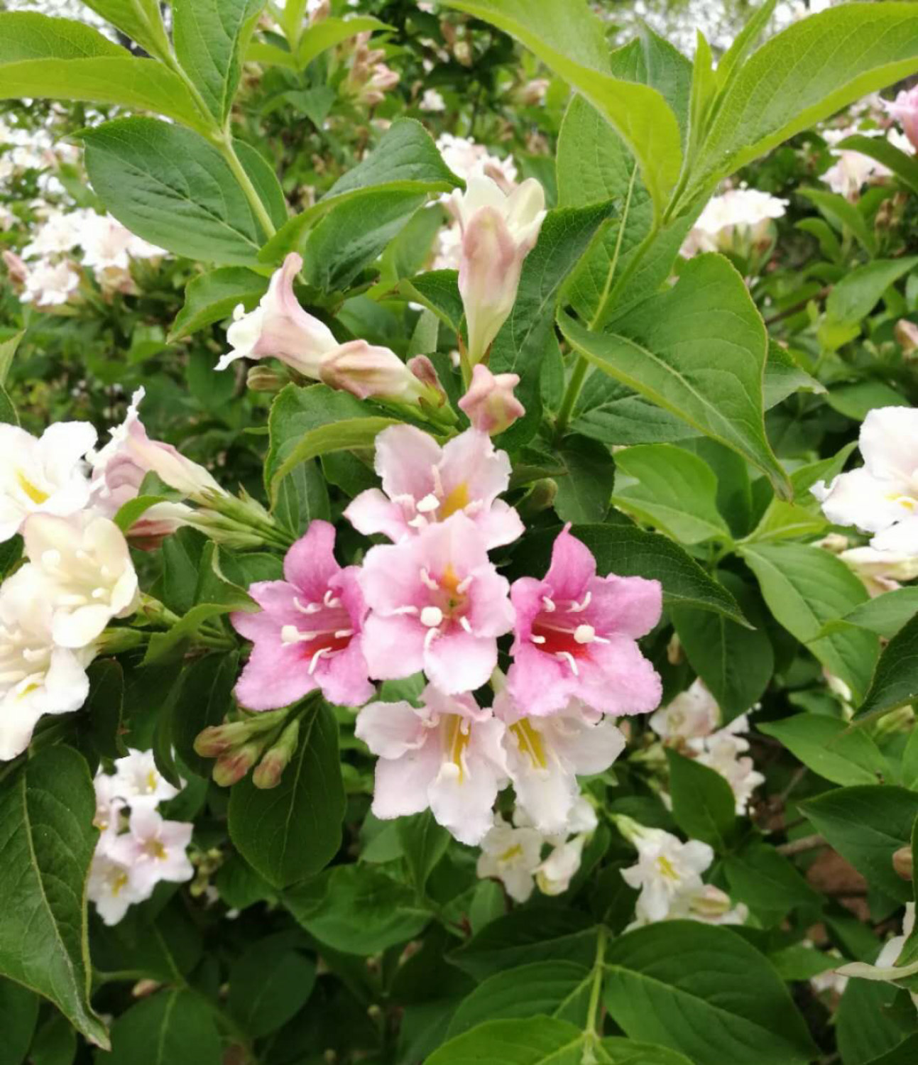 锦带花的养殖方法和注意事项
