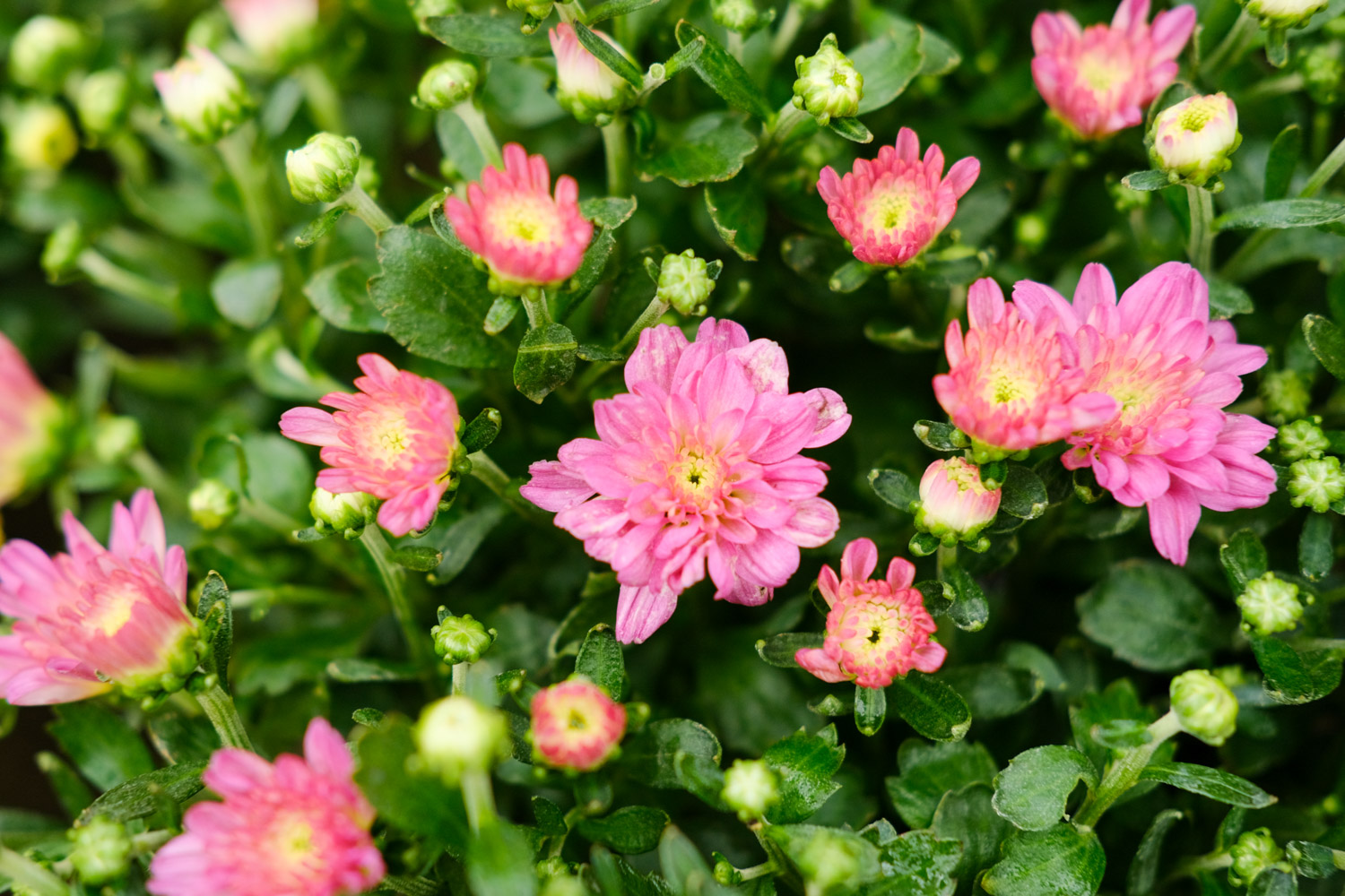 菊花的花语是什么，代表什么含义？