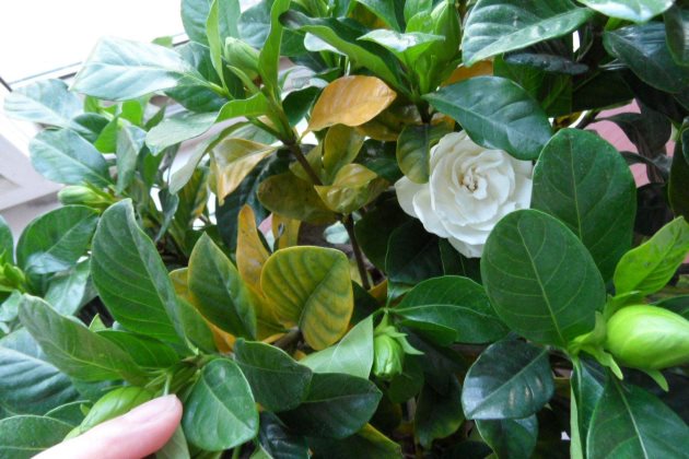 栀子花只长骨朵不开花怎么办？栀子花只长花苞不长花怎么办？