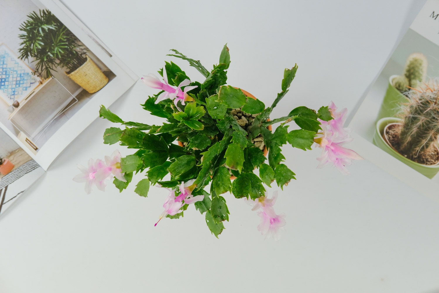 蟹爪莲花骨朵为何脱落