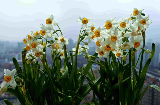 水仙花叶子发黄怎么回事