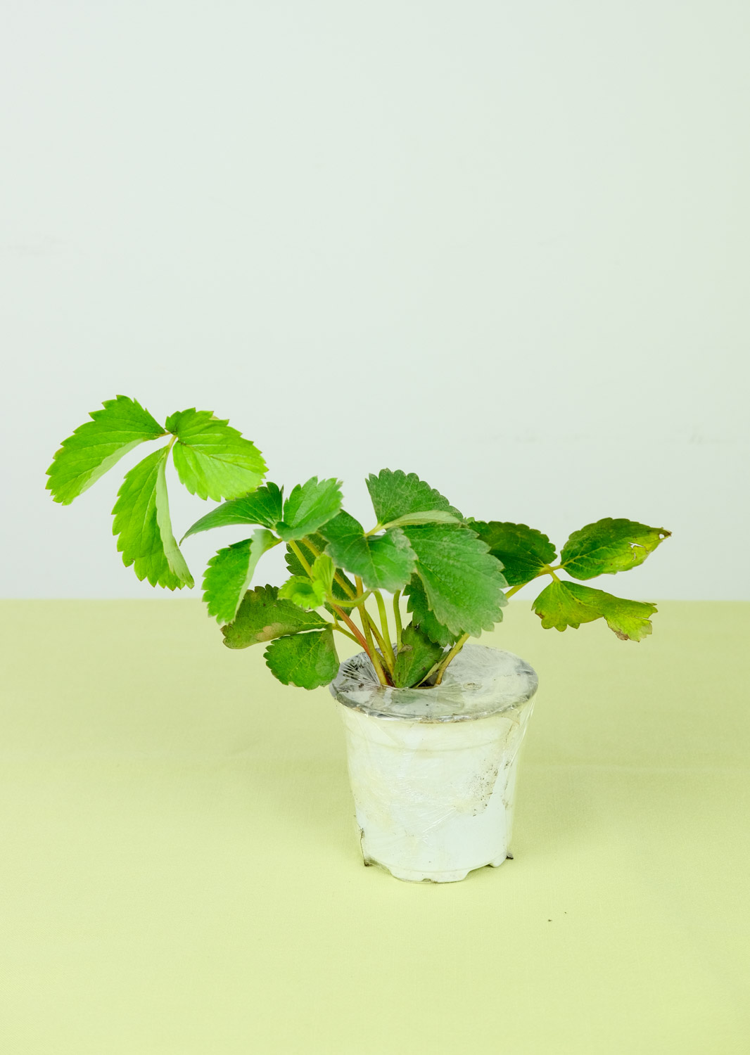 草莓的功效与营养价值