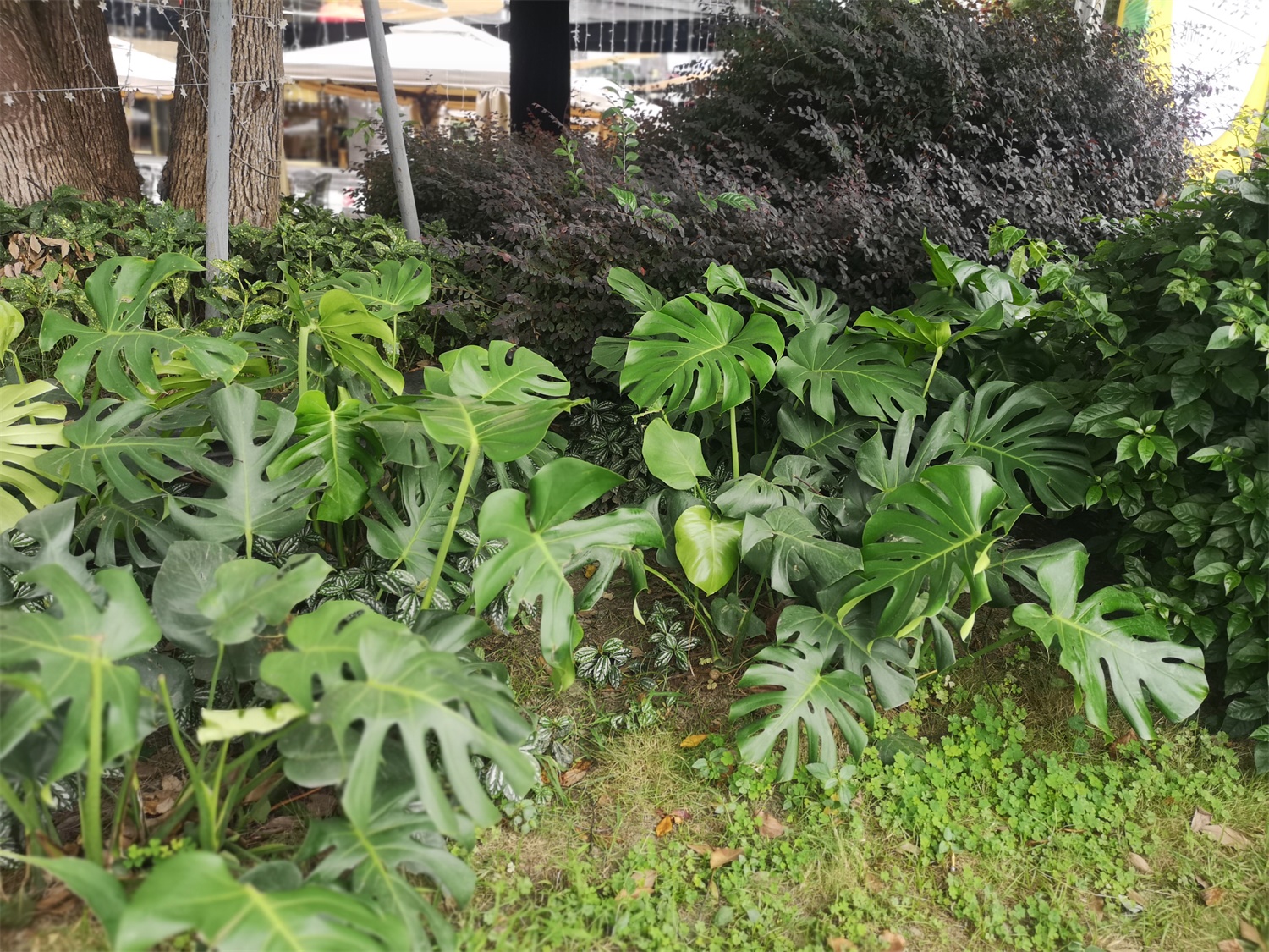龟背竹叶子发黄怎么回事
