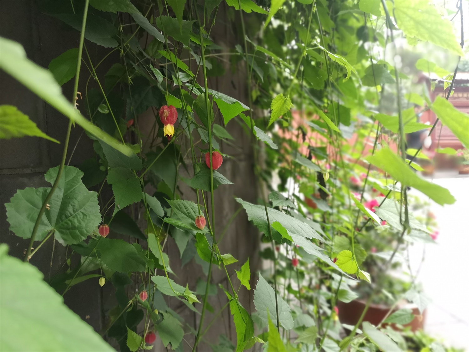 蔓性风铃花叶子发蔫怎么办
