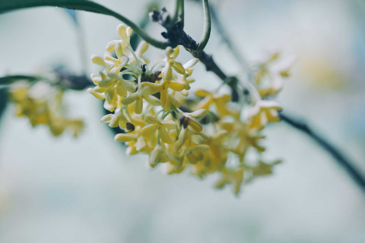 盆栽桂花掉叶子怎么办