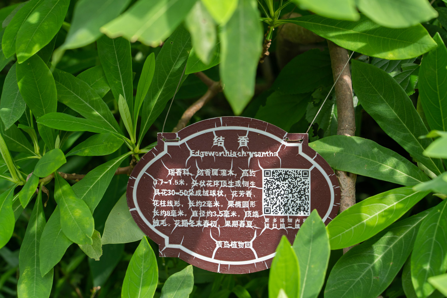 结香的养殖方法和注意事项