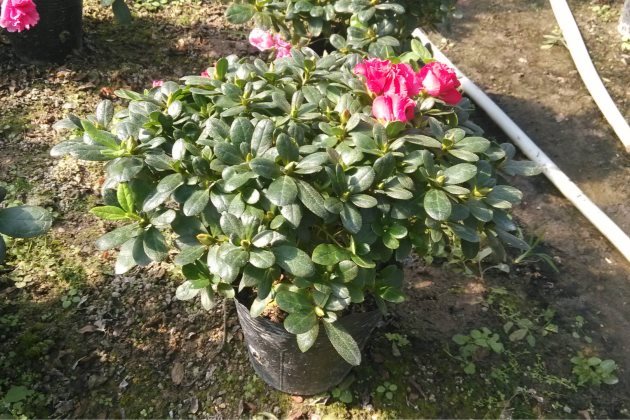杜鹃花叶子变黑怎么办