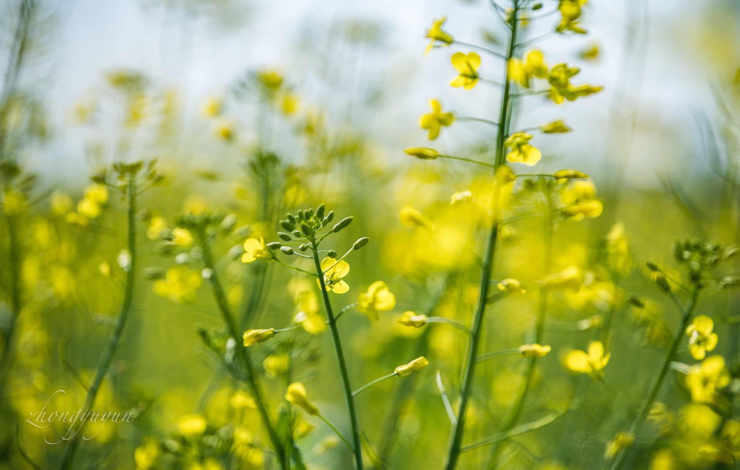 中国油菜花赏花地点