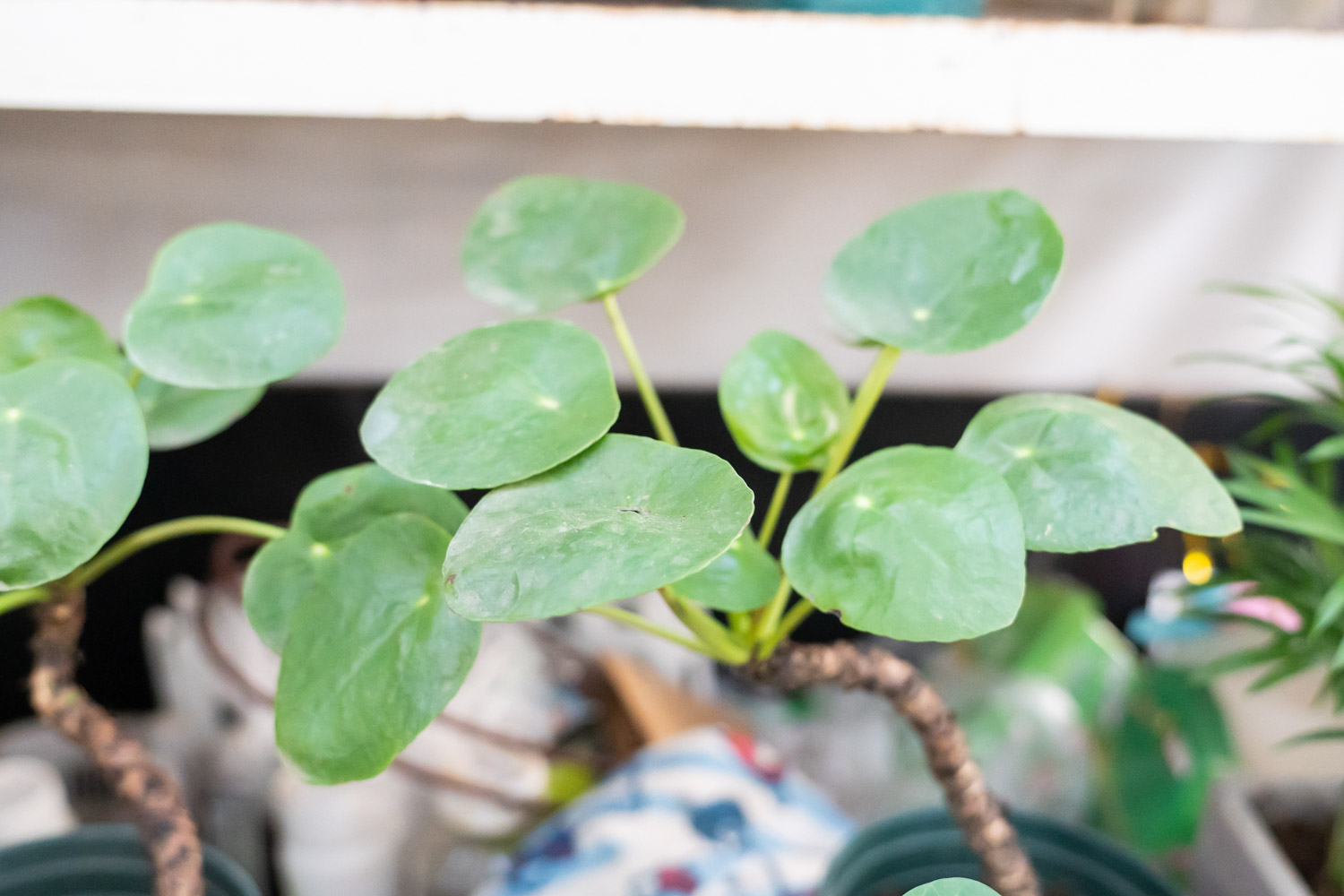 镜面草的养殖方法