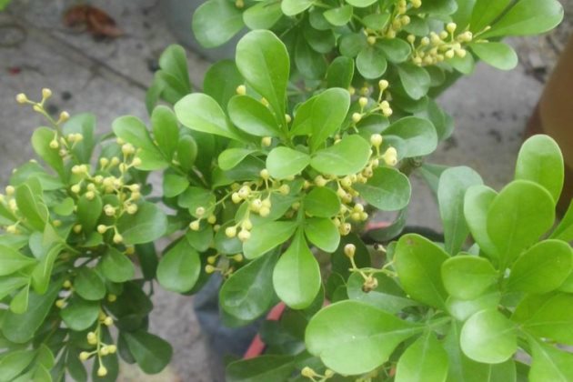 米兰花叶子干枯怎么办