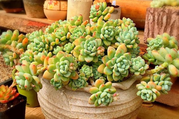 多肉植物长虫子怎么处理？多肉常见害虫的防治方法大全