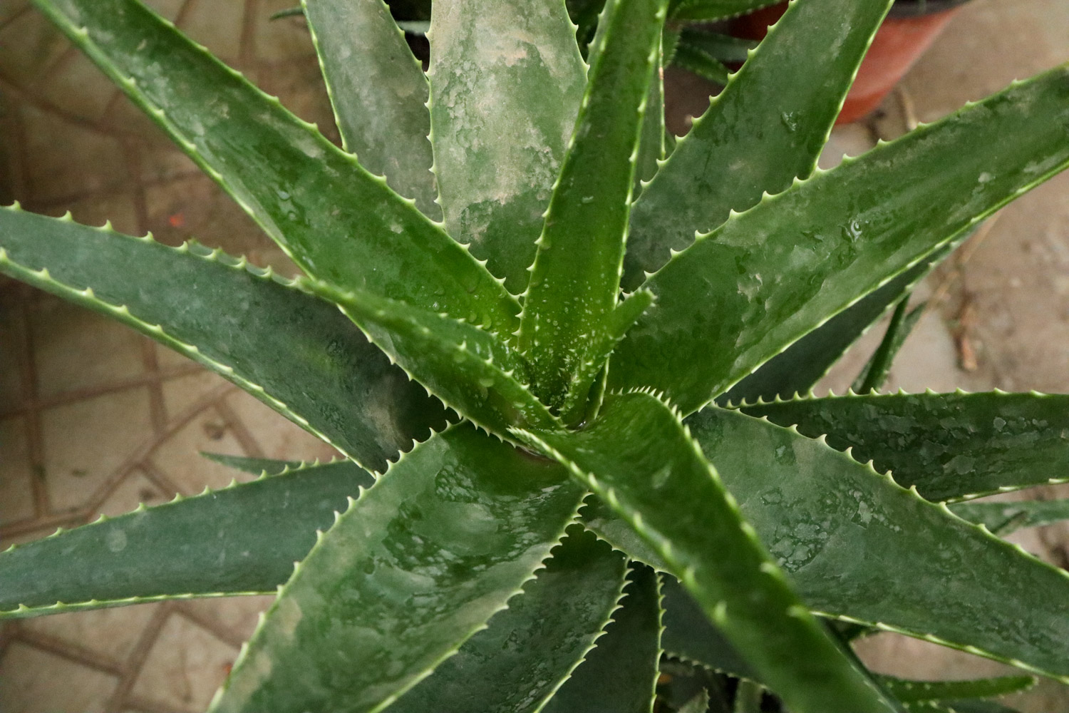 芦荟可以水培吗