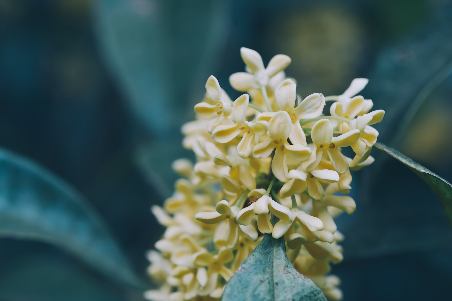 桂花叶子发黄怎么办