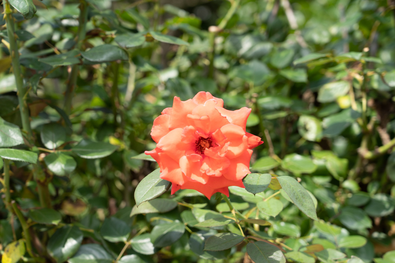 月季花花语大全