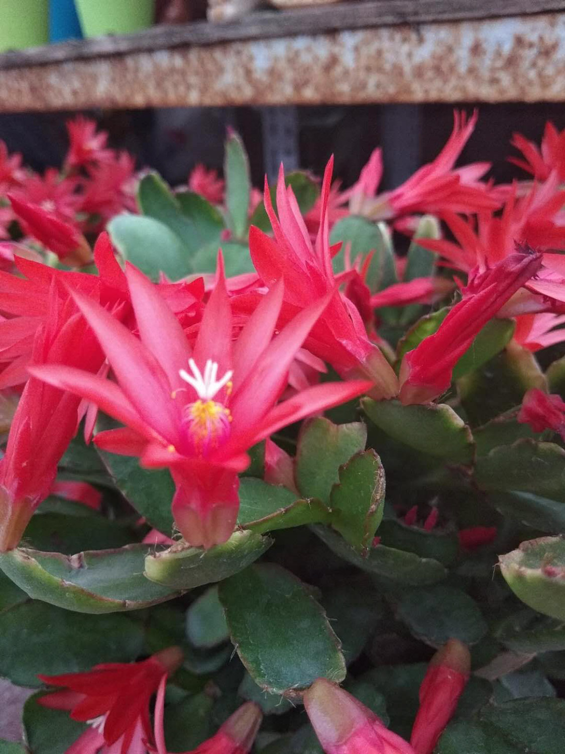 假昙花有哪些品种
