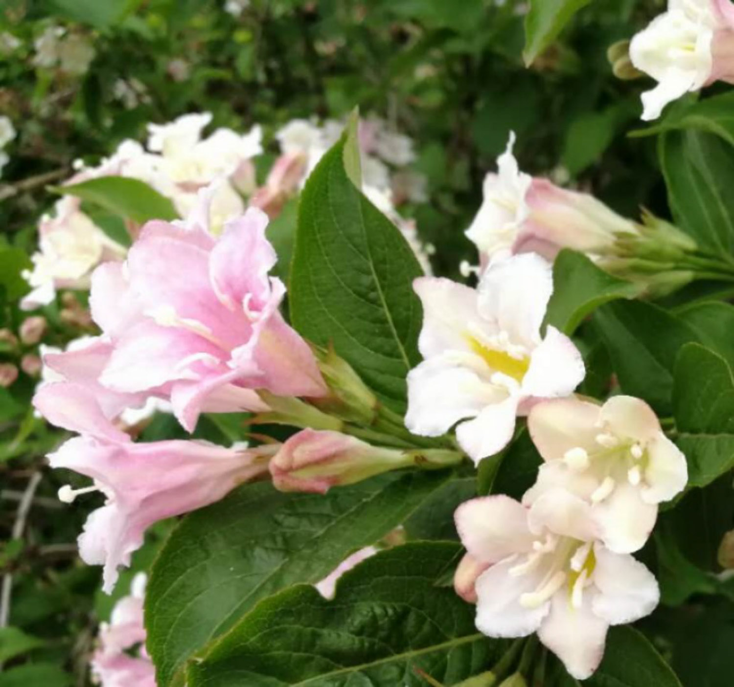 锦带花品种大全