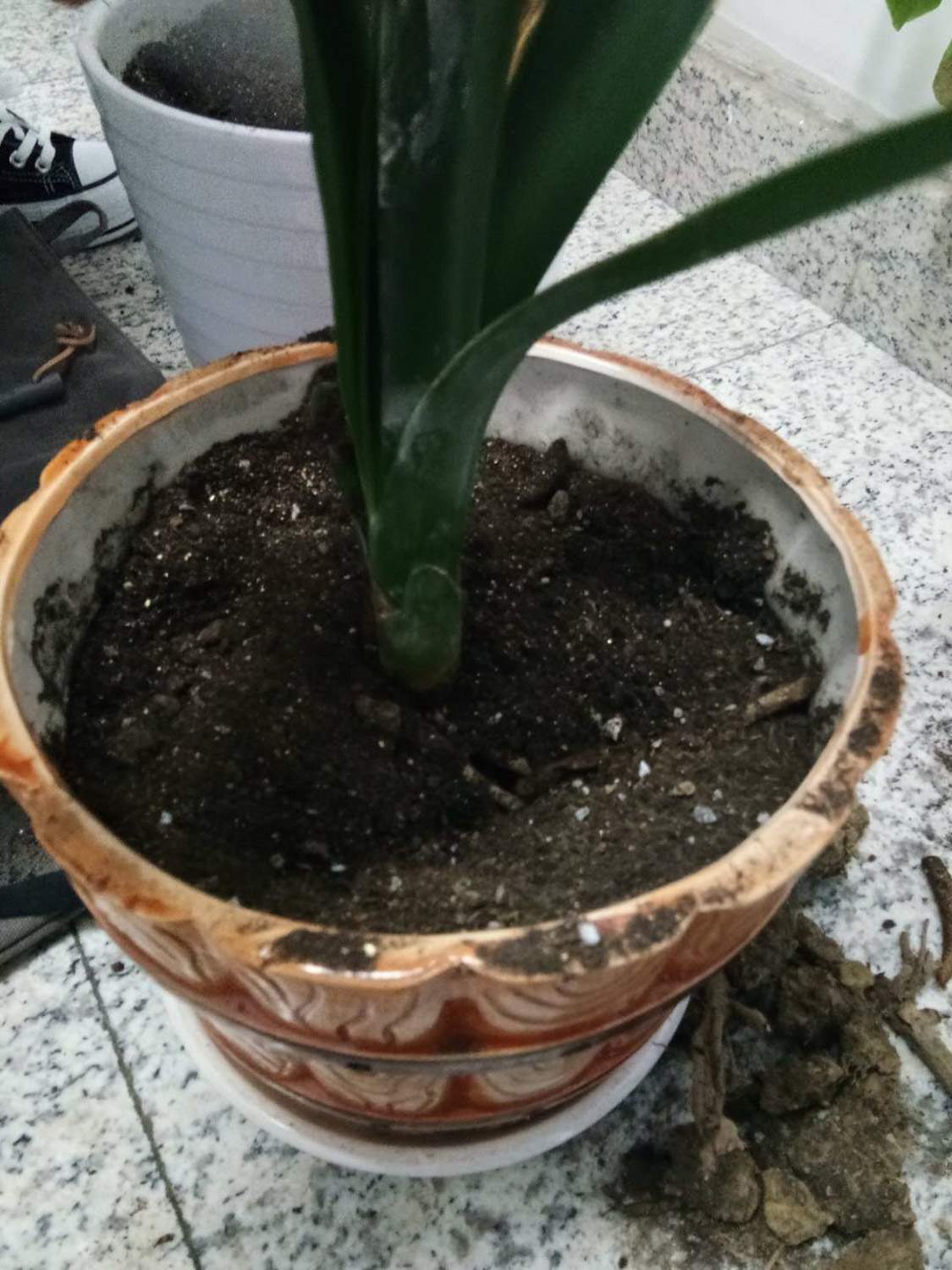君子兰不开花的原因