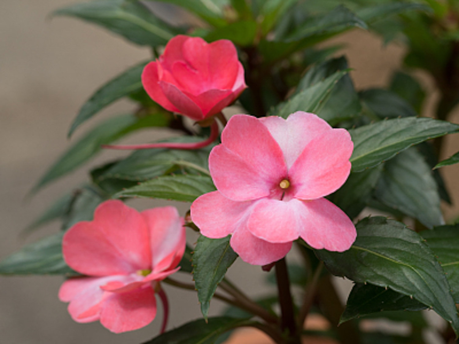 凤仙花花期养护