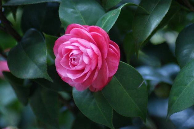 山茶花叶子打卷干枯怎么办？