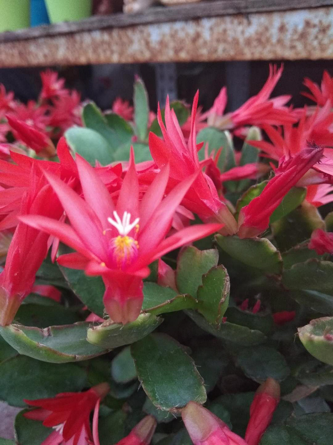 假昙花不开花怎么办