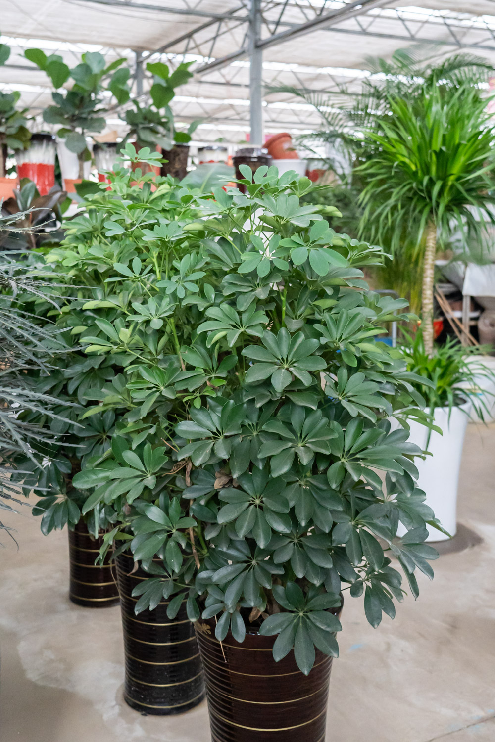 鸭脚木可以水培吗
