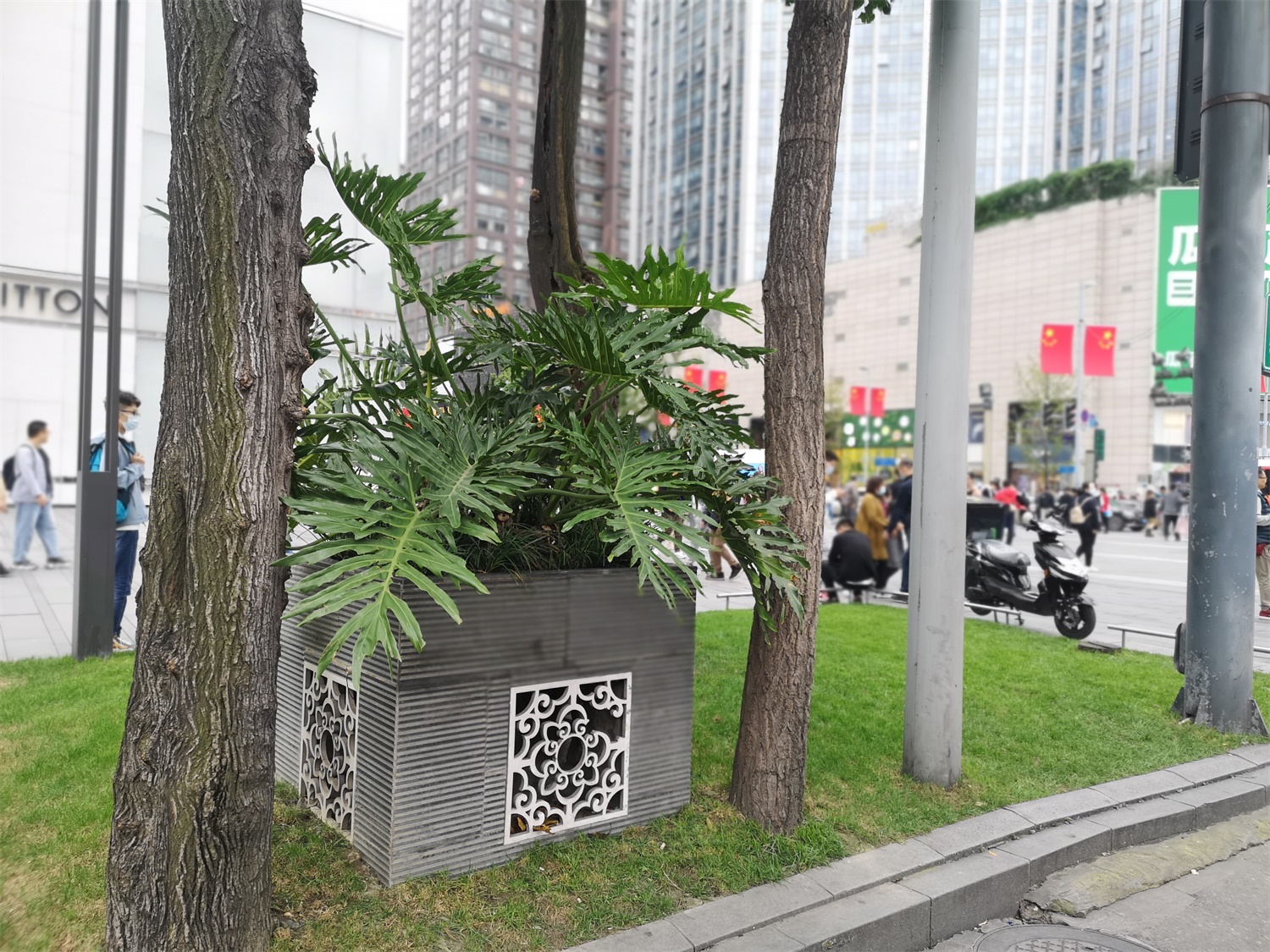 春羽的养殖方法和注意事项
