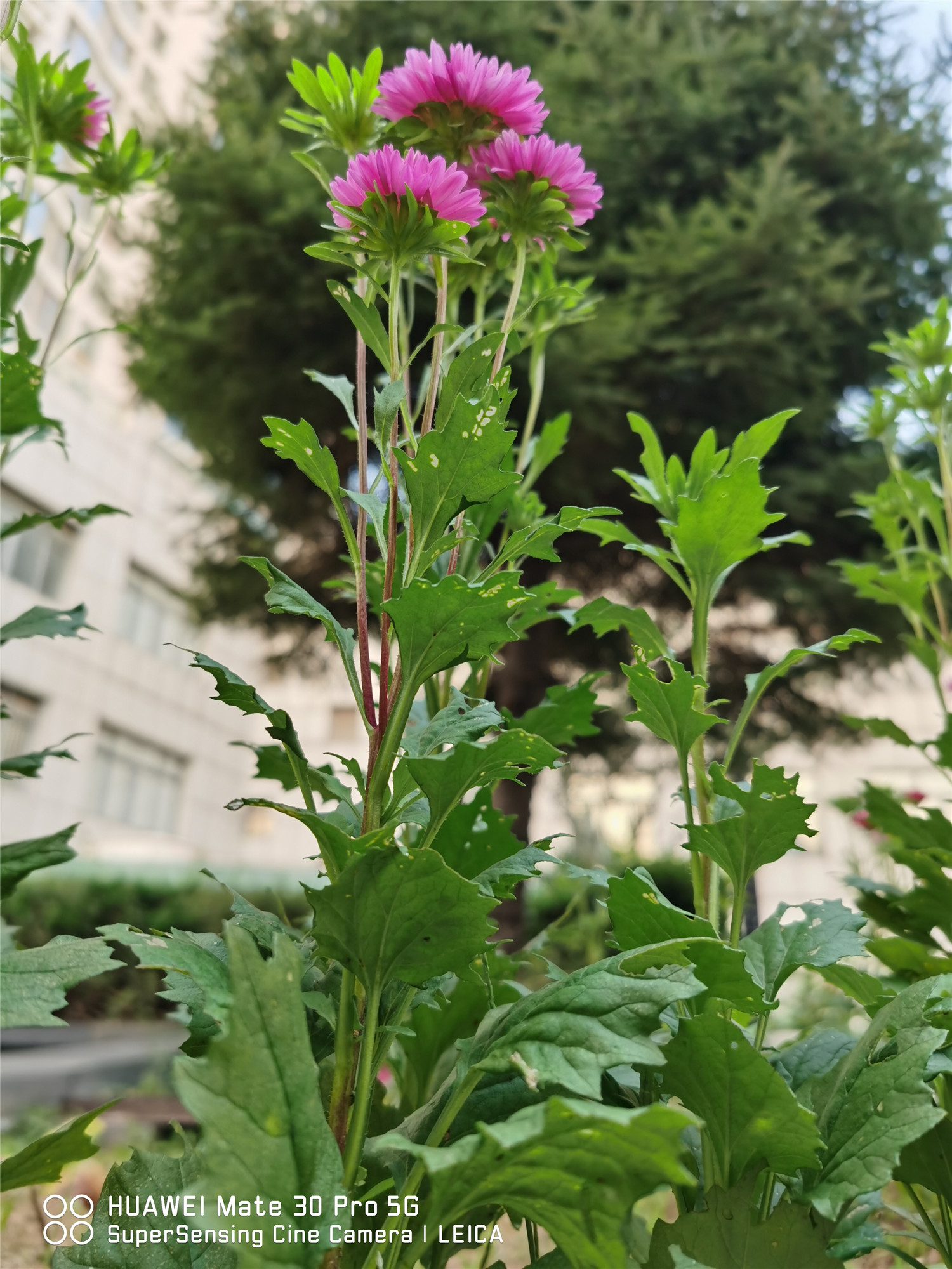 翠菊的品种