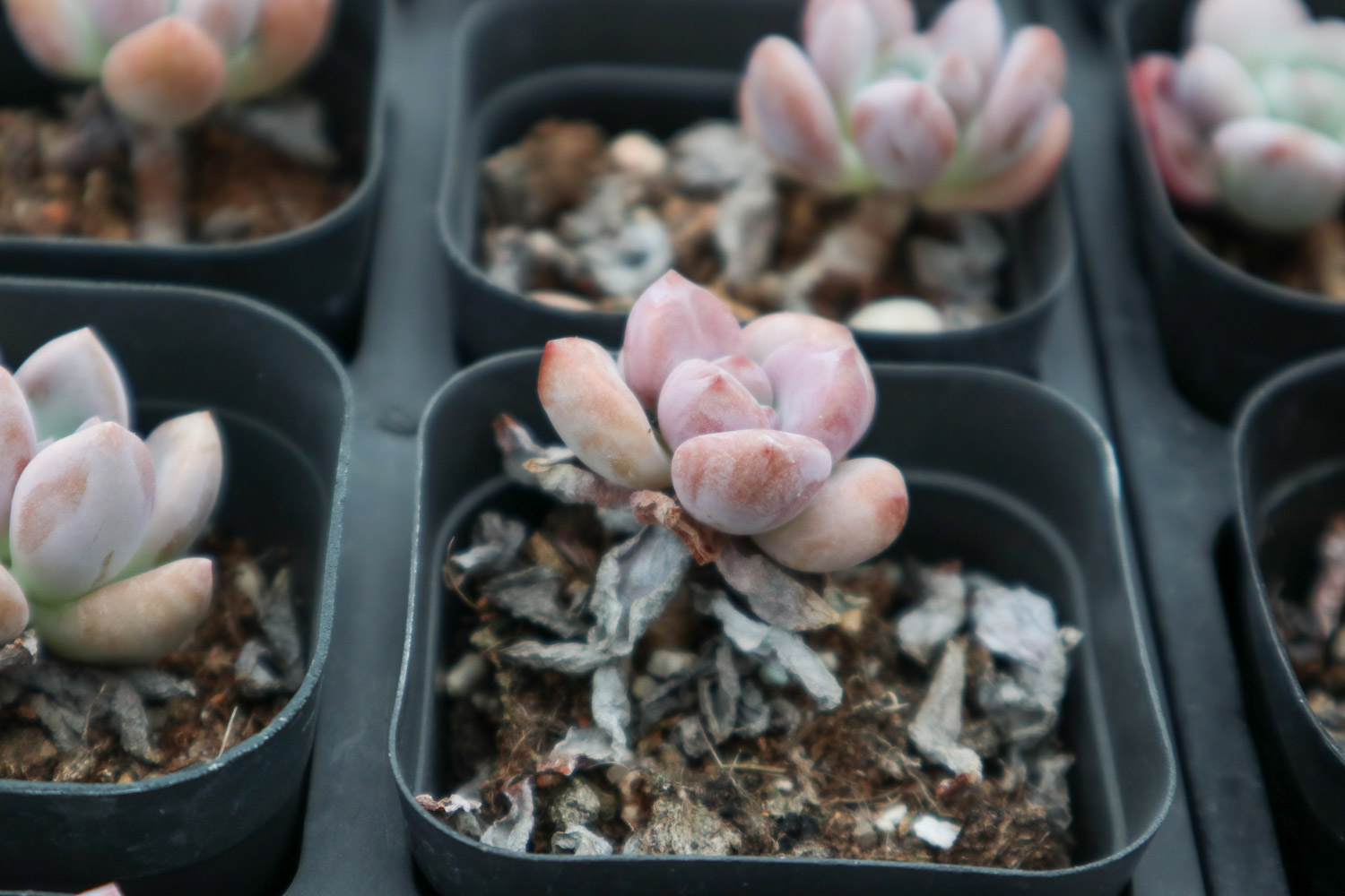 多肉植物奥普琳娜的冬季养护