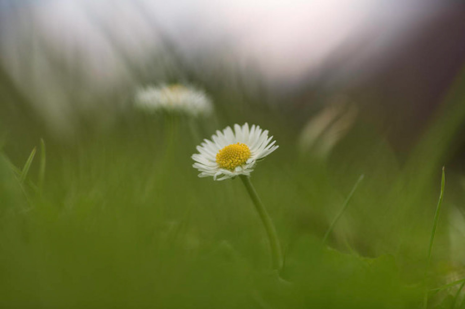 菊花叶子发黄的防治方法