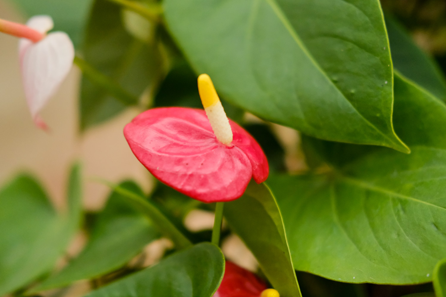 红掌的花语是什么