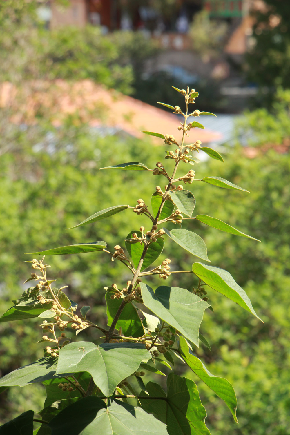 泡桐花可以吃吗